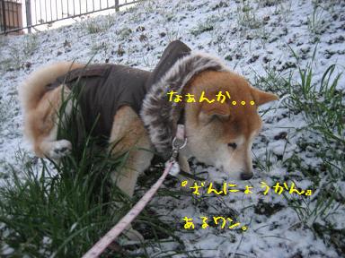 RUNさんの代わりに~♪_c0049950_11201886.jpg