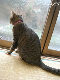 c0176651_1385625.gif