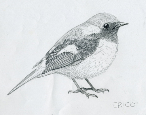ジョウビタキ 絵に兎 絵に鳥 絵に虎 ジョウビタキ 絵に兎 絵に鳥 絵に虎