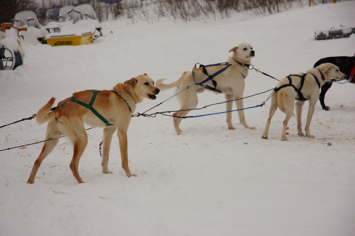 dog sled_c0112158_17986.jpg