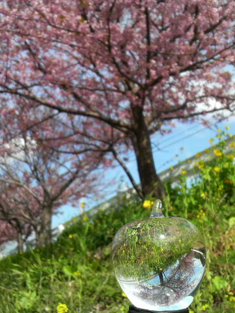 河津桜が咲いています…もう、桜の季節なんですねぇシミジミ_d0019260_10405341.jpg