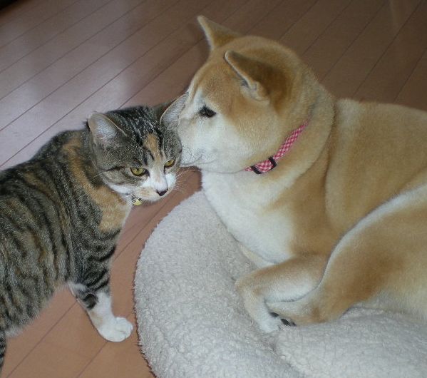 2009年2月18日(水)今日の2匹は・・・?_f0060461_2053957.jpg