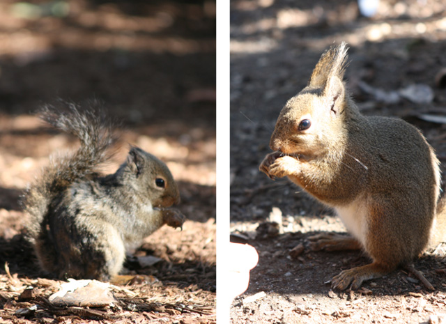 東山動物園④・・・ふれあい_d0149663_11124543.jpg