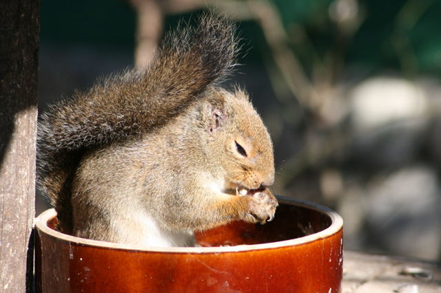 東山動物園④・・・ふれあい_d0149663_119511.jpg