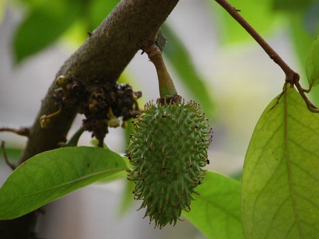 棘蕃茘枝 トゲバンレイシ 新 四季の花