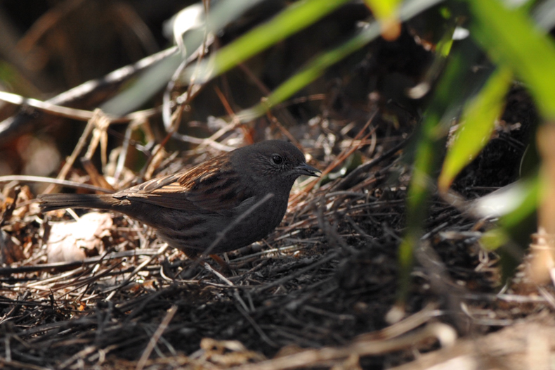 カヤクグリ_f0053272_8443264.jpg