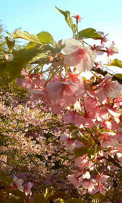 河津桜と菜の花_f0179274_17352243.jpg