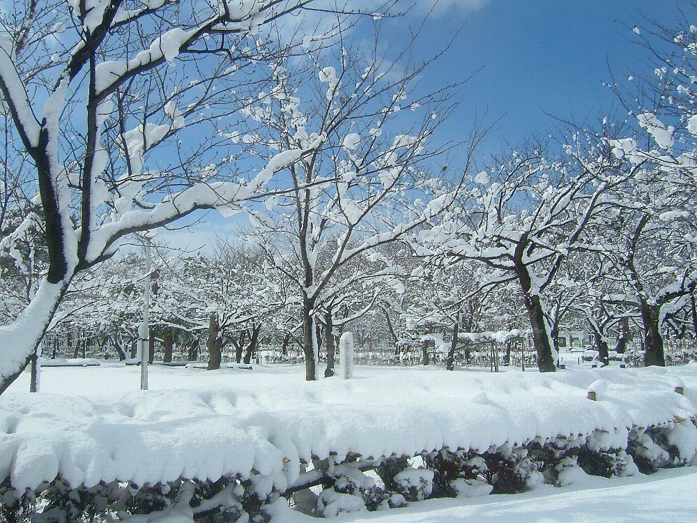 城址公園の雪景色！_e0065084_0215338.jpg