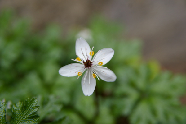 早春の花・バイカオウレンを求めて・・・・_b0100992_14293774.jpg