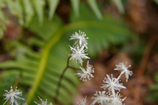 早春の花・バイカオウレンを求めて・・・・_b0100992_14364331.jpg