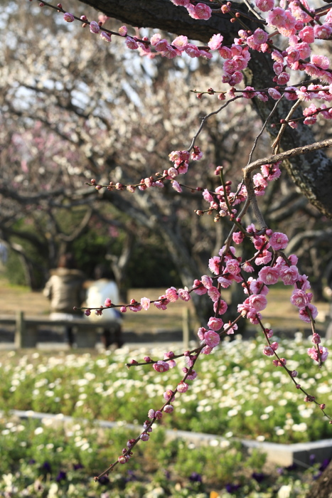 舞鶴公園（2009.02.08）　Part　3_d0147393_535447.jpg