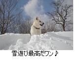 癒し犬はなワン_c0182012_12111523.jpg