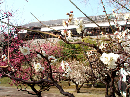 熊本城2.梅林_e0048413_22324863.jpg