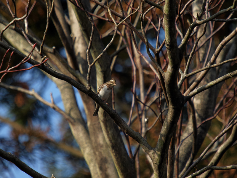 公園で出会った鳥達_e0149914_626284.jpg