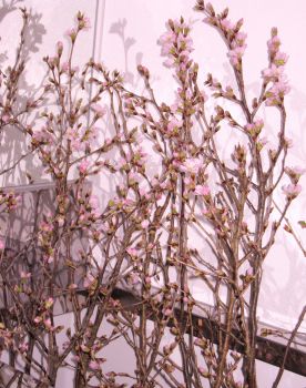 明日は東海桜_c0165824_1627163.jpg