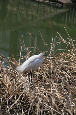 e0052135_18342257.gif