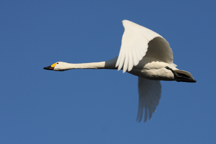 犀川　白鳥湖（その2）_c0198351_22505333.jpg