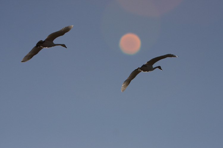 犀川　白鳥湖（その2）_c0198351_22554090.jpg