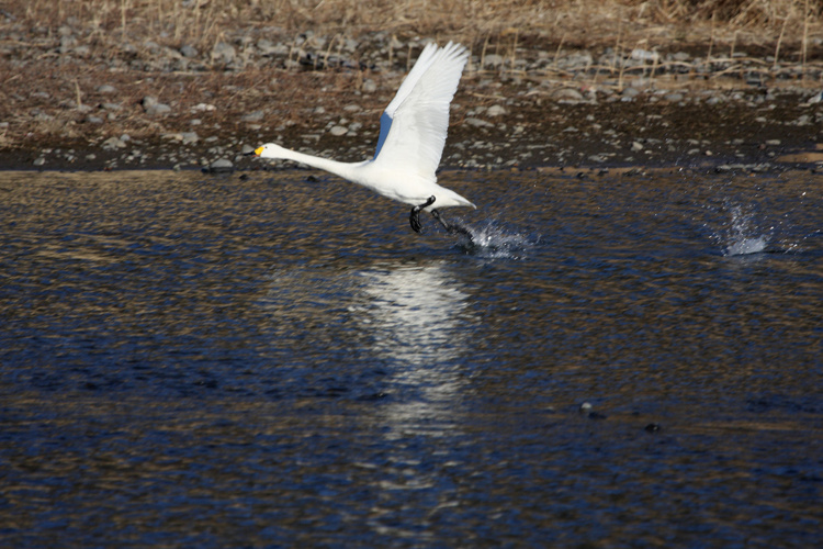 犀川　白鳥湖（その2）_c0198351_22592371.jpg