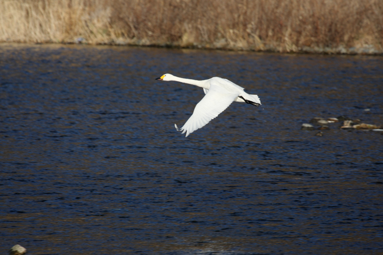 犀川　白鳥湖（その2）_c0198351_2333946.jpg