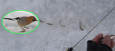 f0163063_168403.gif
