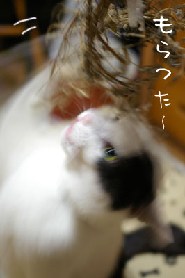 a0064067_23412518.jpg