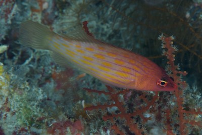 d0113476_8583377.jpg