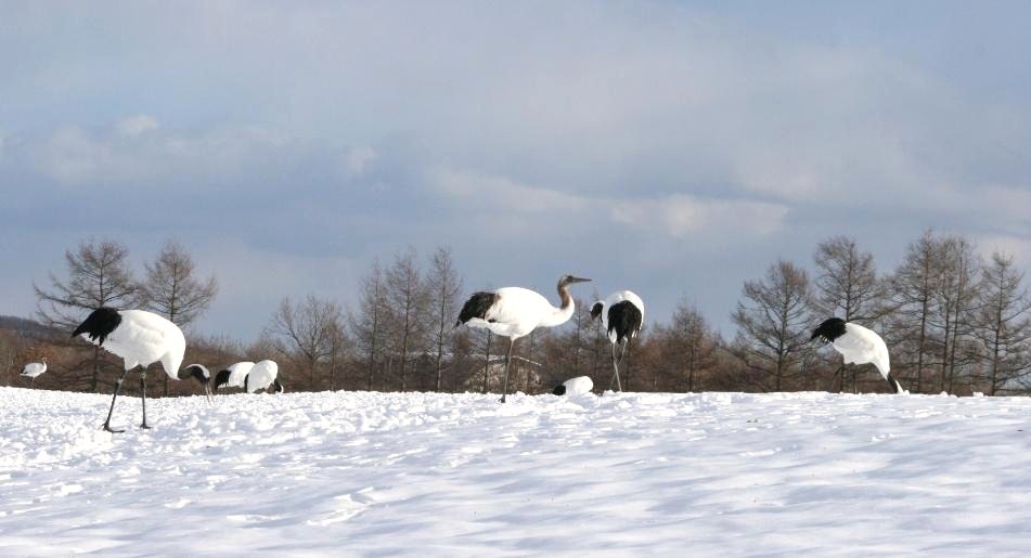 雪原のタンチョウ_a0117204_2142164.jpg