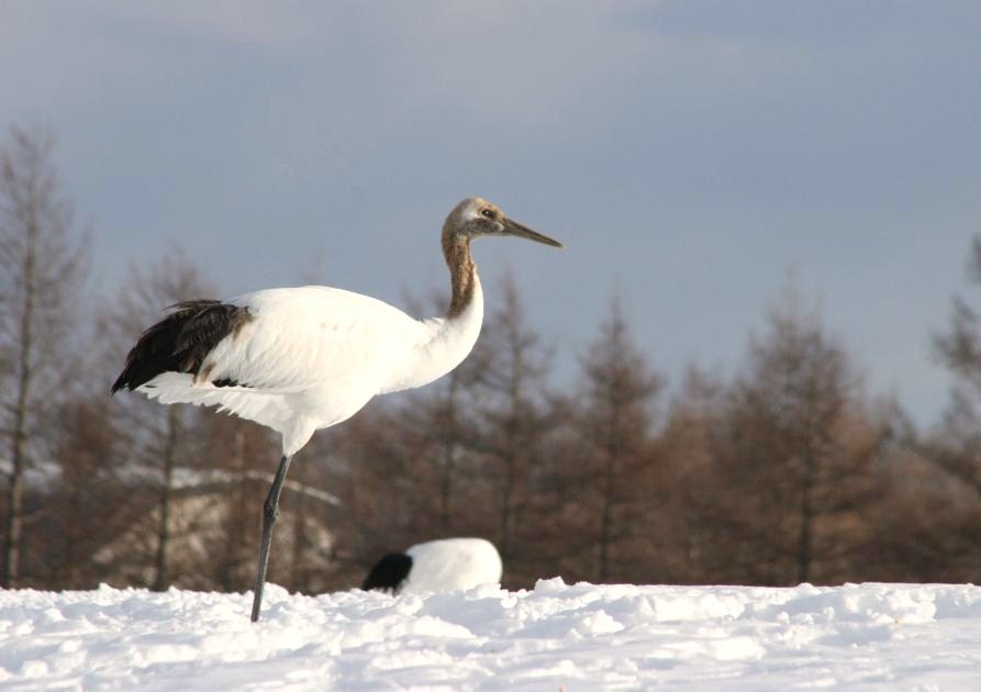 雪原のタンチョウ_a0117204_21422081.jpg