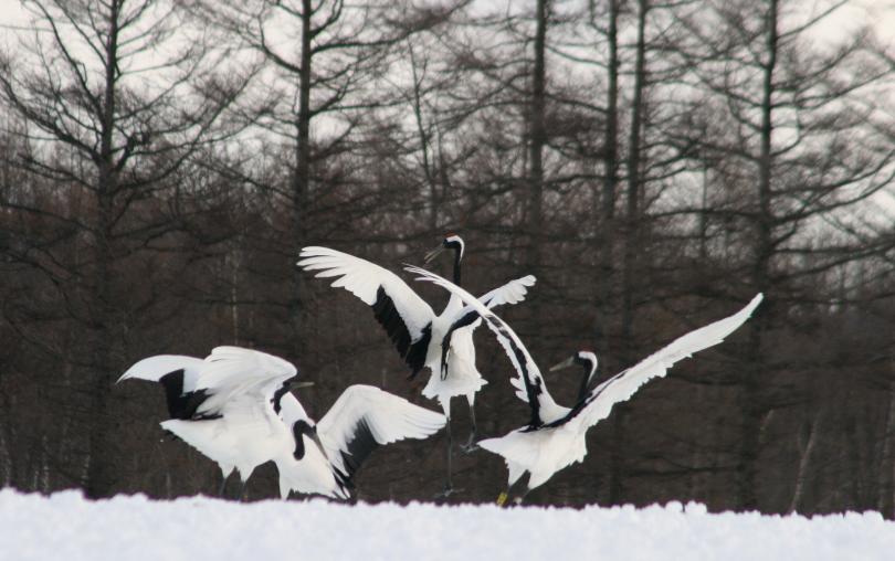 雪原のタンチョウ_a0117204_21491372.jpg