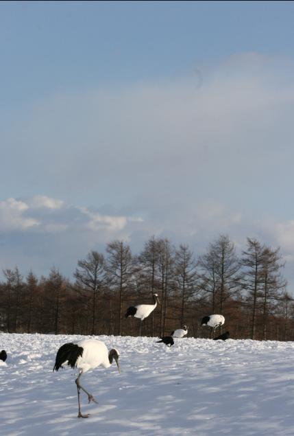 雪原のタンチョウ_a0117204_21501753.jpg