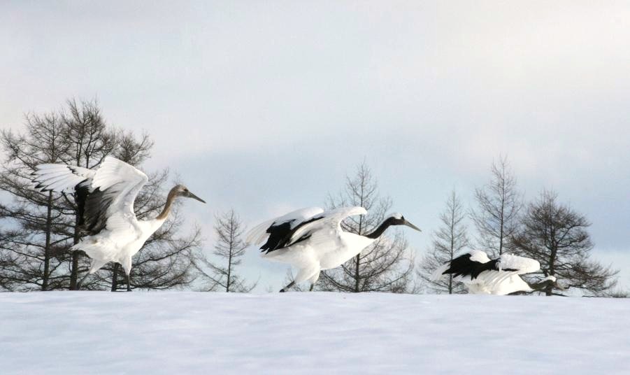 雪原のタンチョウ_a0117204_215252100.jpg