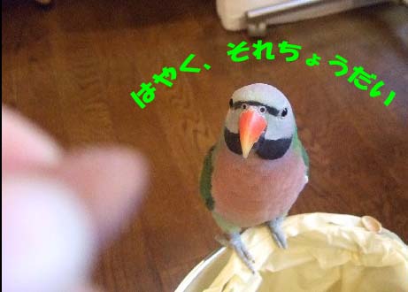c0133013_15532641.jpg