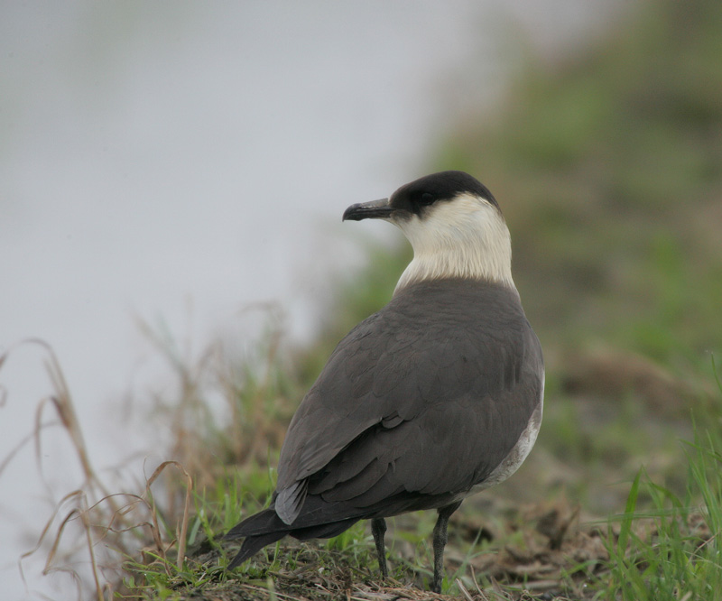 クロトウゾクカモメ Stercorarius parasiticus_f0161823_1027472.jpg