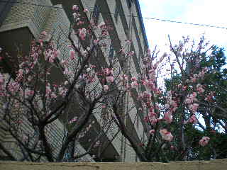 c0095424_13243061.jpg