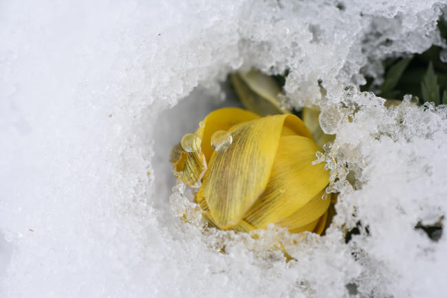 雪解け花 風の彩り 雪解け花 風の彩り