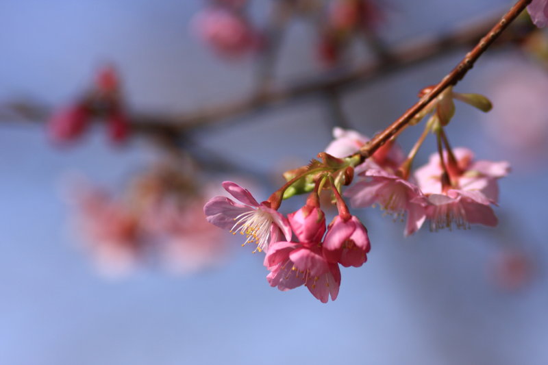 河津桜　～別レンズで・・・～_b0092844_218512.jpg