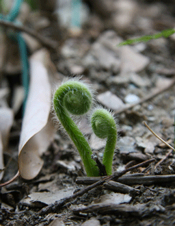 b0046050_11115551.gif
