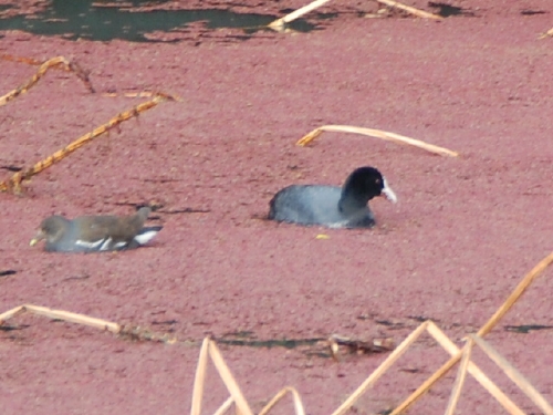 c0108460_174337100.jpg