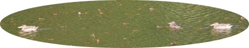 c0108460_1743675.jpg