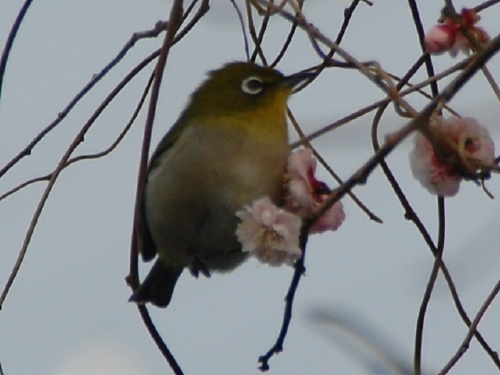 c0108460_1744115.jpg