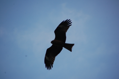 c0108460_17573170.jpg