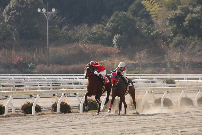 2009年1月17日（土） 高知競馬 3R_a0077663_1828563.jpg