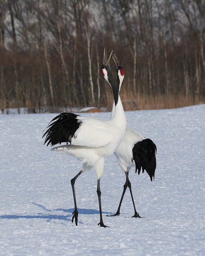 タンチョウ夫婦の鳴き交わし_f0105570_22195252.jpg