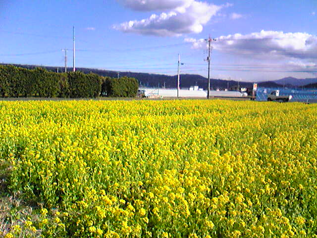d0115886_9404831.jpg
