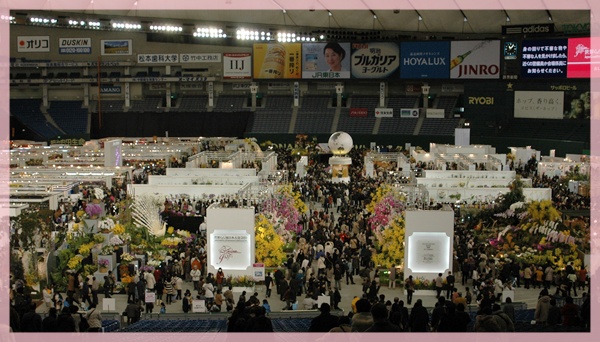 東京ドーム 世界蘭展へ_c0051105_20554474.jpg
