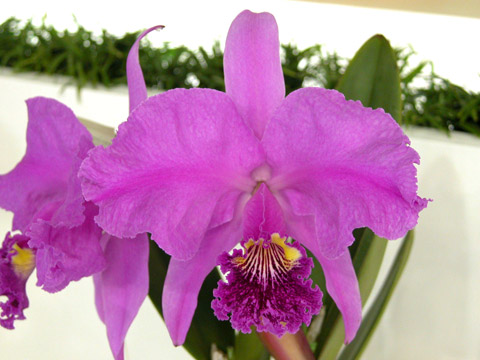 世界らん展2009 カトレア原種出品花 : カトレア栽培日記