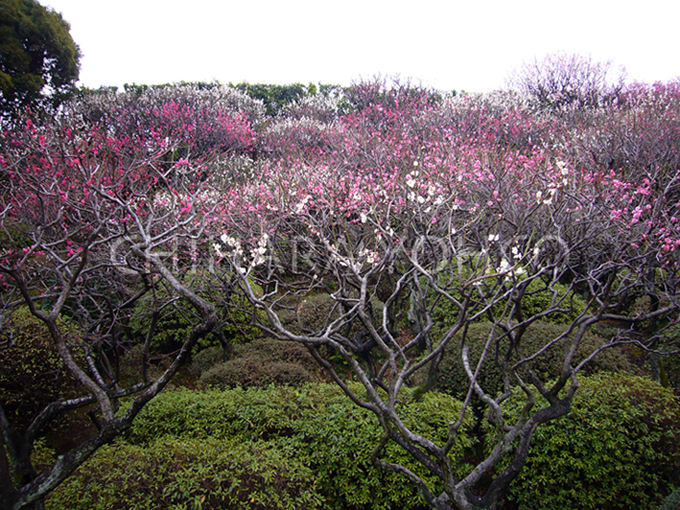 池上梅園_b0025511_180149.jpg