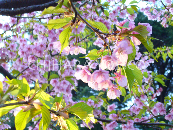 池上梅園_b0025511_183632.jpg