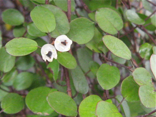 ワイヤープランツの花を発見_f0128316_1923468.jpg